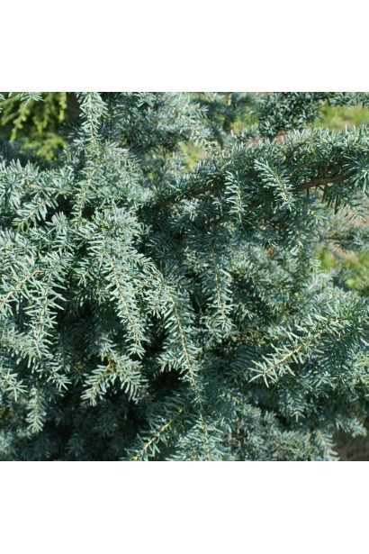 Тсуга західна ’Glauca’ опис